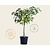 Ficus carica