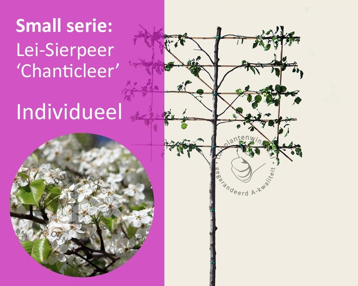 Lei-Sierpeer 'Chanticleer' - Small - individueel geen extra's