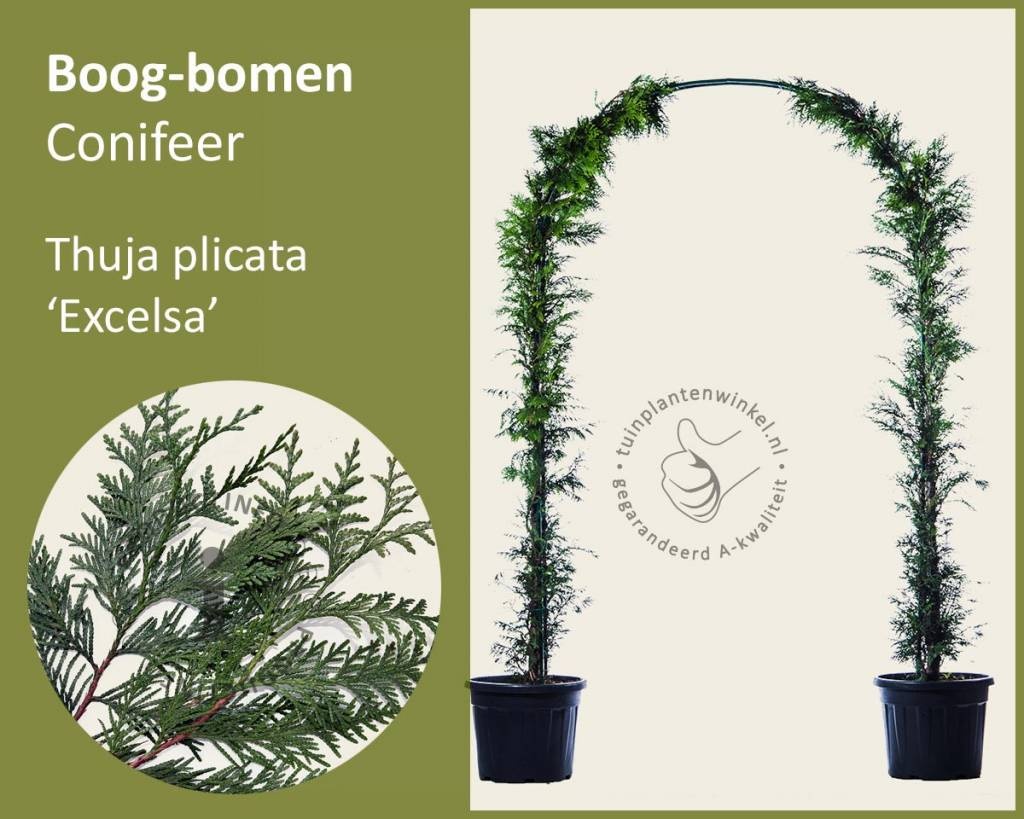 Thuja plicata 'Excelsa' - Boogvorm set