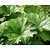 Darmera peltata