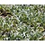 Stachys byzantina 'Silver Carpet'