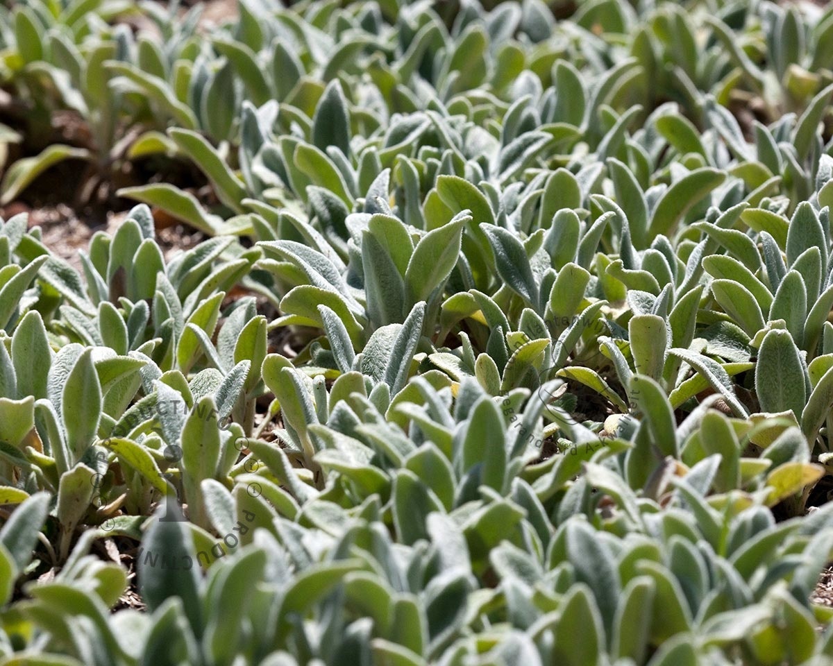 Stachys byzantina 'Silver Carpet'