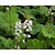 Tiarella wherryi