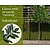 Lei-Laurier 'Caucasica' - Classic - individueel geen extra's