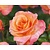 Rosa 'Britannia'