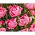 Rosa 'Rose de Rescht'