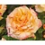 Rosa 'Aquarell'
