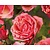 Rosa 'Line Renaud'