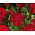 Rosa 'Hansaland'