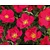 Rosa 'Stadt Rom'