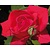 Rosa 'Red Flame'
