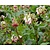 Symphytum  grandiflorum