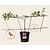 Malus domestica 'Elstar' - Step-over two-way