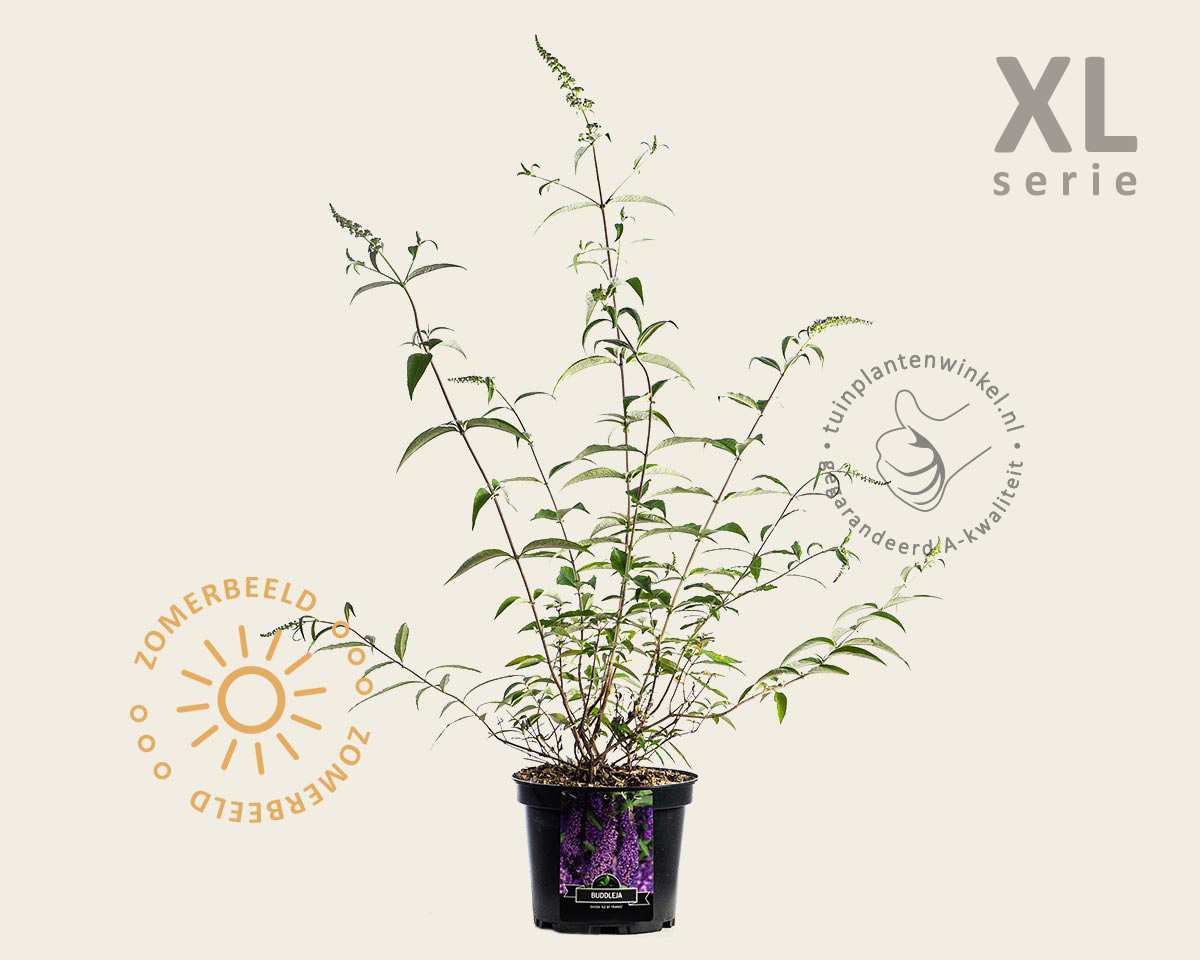 Buddleja davidii 'Ile de France' - XL