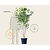 Cornus kousa 'China Girl' - XL+