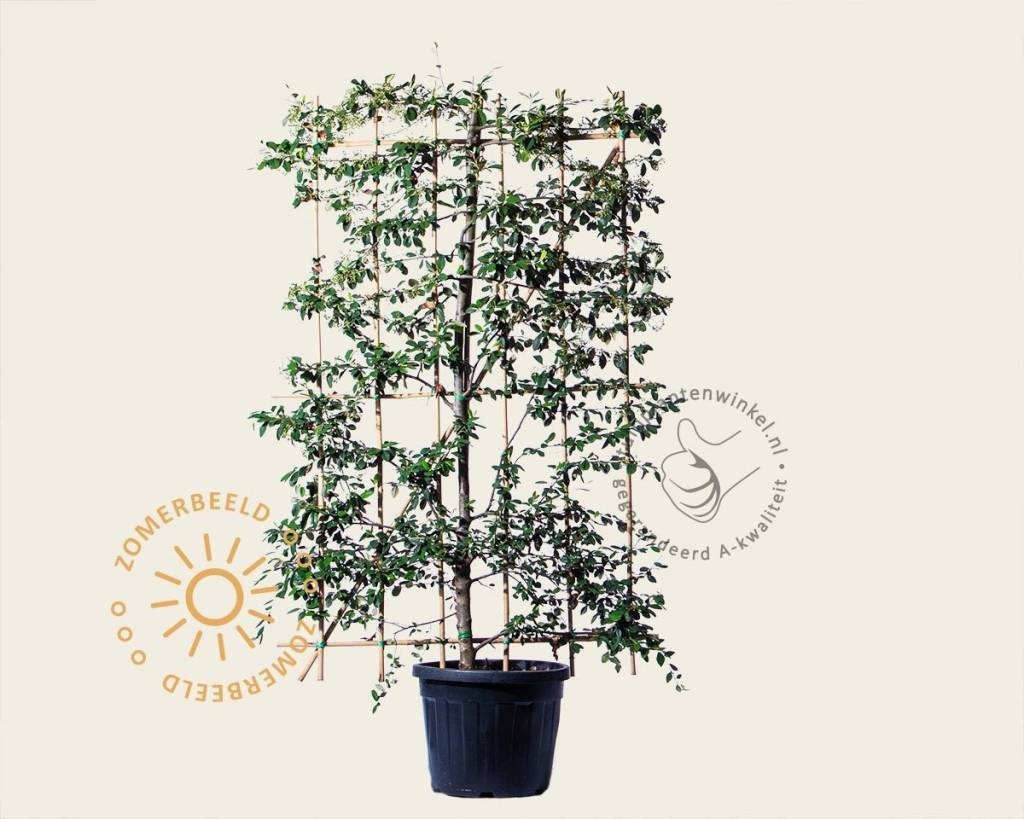 Cotoneaster lacteus - In rek 120x180 cm