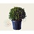 Ilex crenata 'Hetzii' - bolvorm