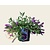 Buddleja davidii Free Petite 'Dark Pink'