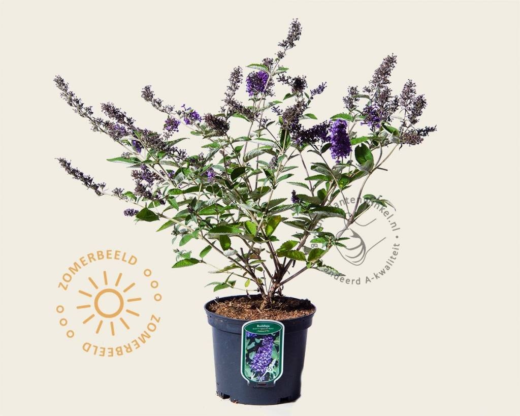 Buddleja davidii Free Petite 'Blue Heaven'