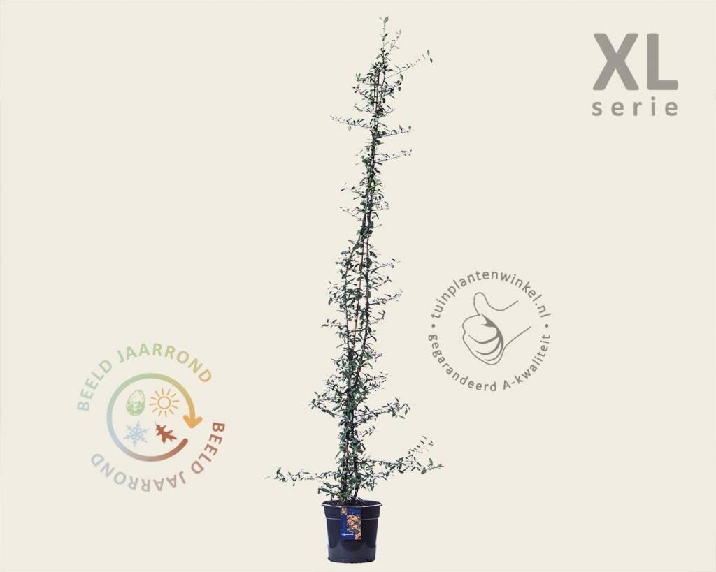 Pyracantha 'Golden Charmer' - XL