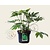Fatsia japonica