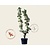 Alleen in winkel Pyrus communis 'Conference' - oude U-vorm