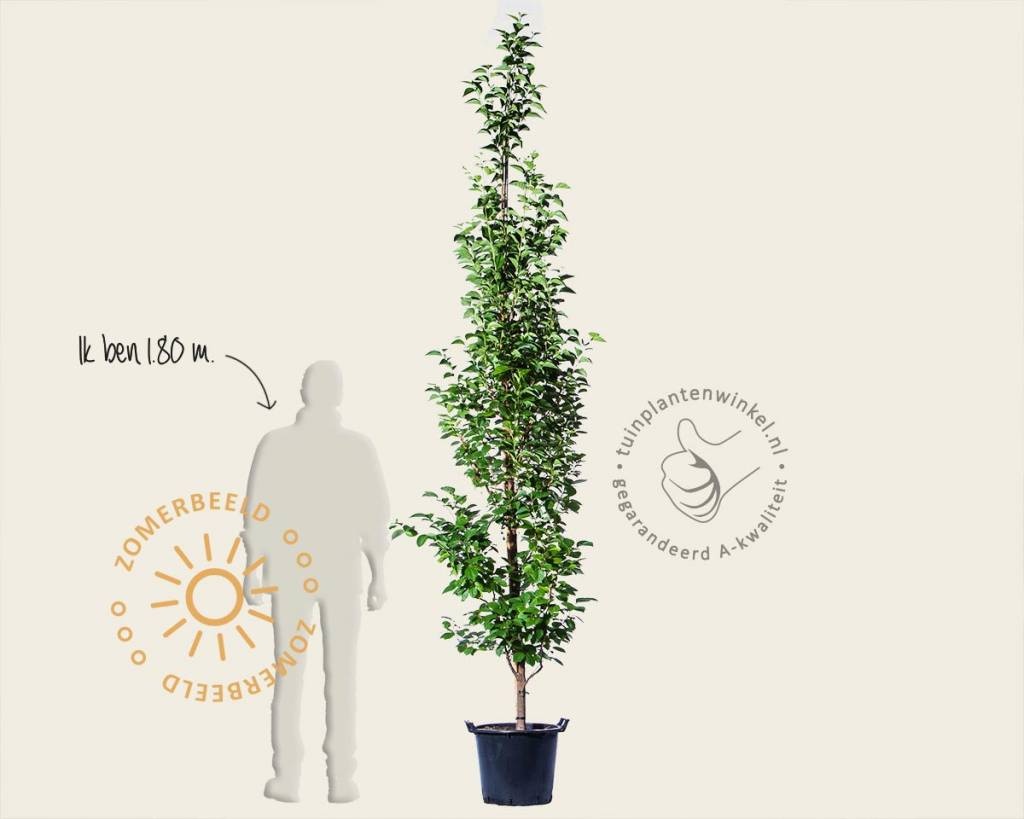 Styrax japonicus 'June Snow'