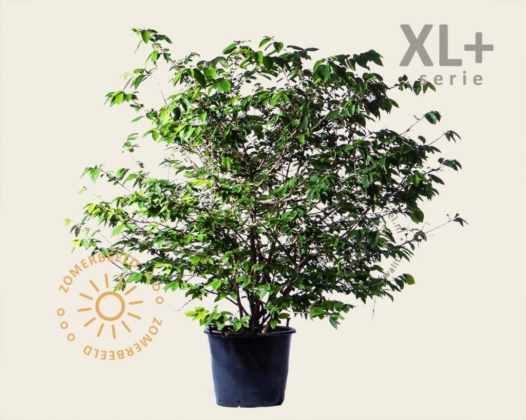 Viburnum plicatum 'St Keverne' - XL+