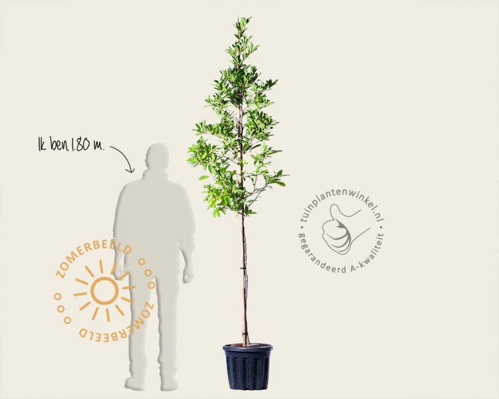 Magnolia stellata 'Royal Star' - hoogstam