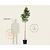 Magnolia 'Susan' - hoogstam