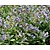 Pulmonaria saccharata 'Mrs. Moon'