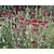 Lychnis coronaria
