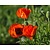 Papaver orientale