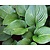 Hosta tardiana 'Devon Green'