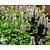 Persicaria bistorta 'Superba'