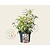 Leucothoe fontanesiana 'Whitewater'