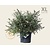 Buddleja davidii 'White Chip' - XL