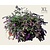 Buddleja davidii 'Lilac Chip' - XL