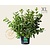 Cephalanthus occidentalis - XL