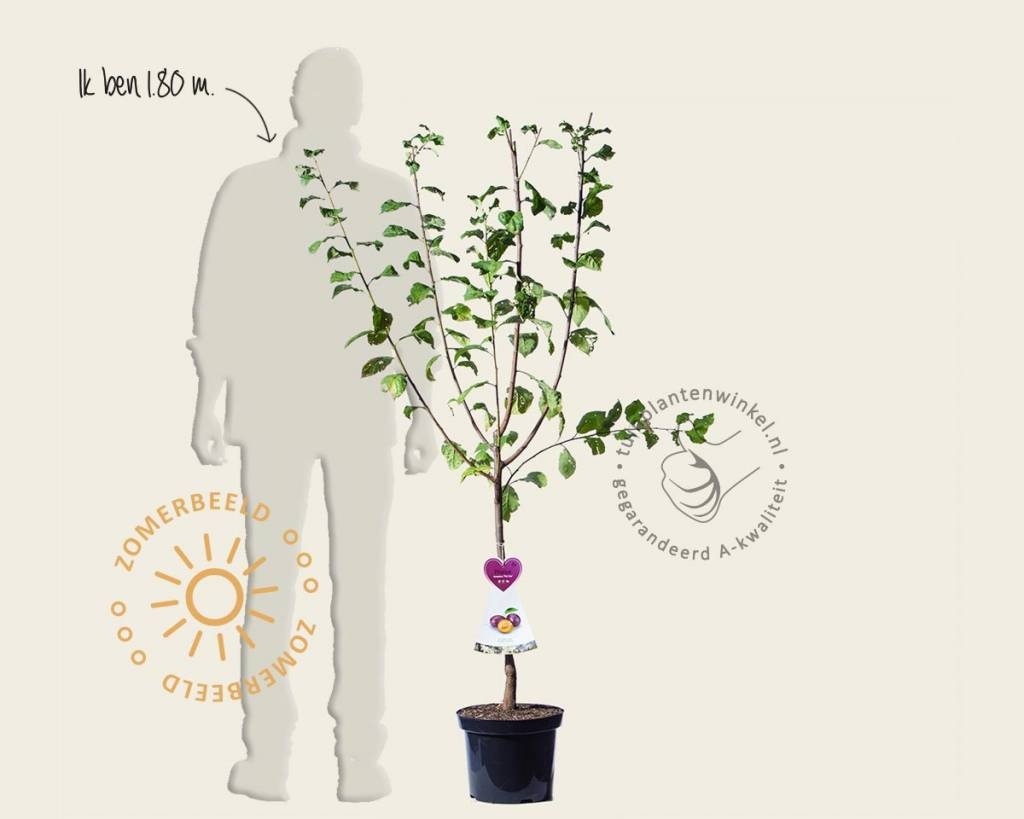 Prunus domestica 'Czar' - laagstam