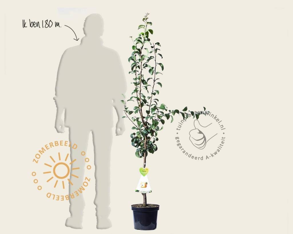 Pyrus communis 'Beurré Hardy' - laagstam