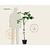 Ficus carica 'Napolitana' - halfstam