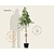 Punica granatum - halfstam