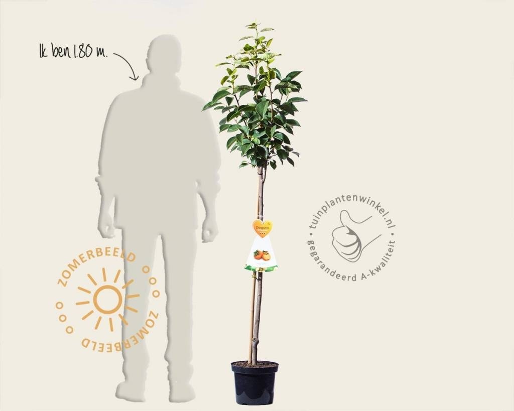 Diospyros kaki 'Rojo Brilliante' - halfstam