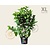 Calycanthus floridus - XL