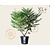 Rhus typhina 'Dissecta' - XL+