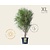 Frangula alnus 'Fine Line' - XL