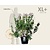 Cotinus coggygria 'Young Lady ' - XL+