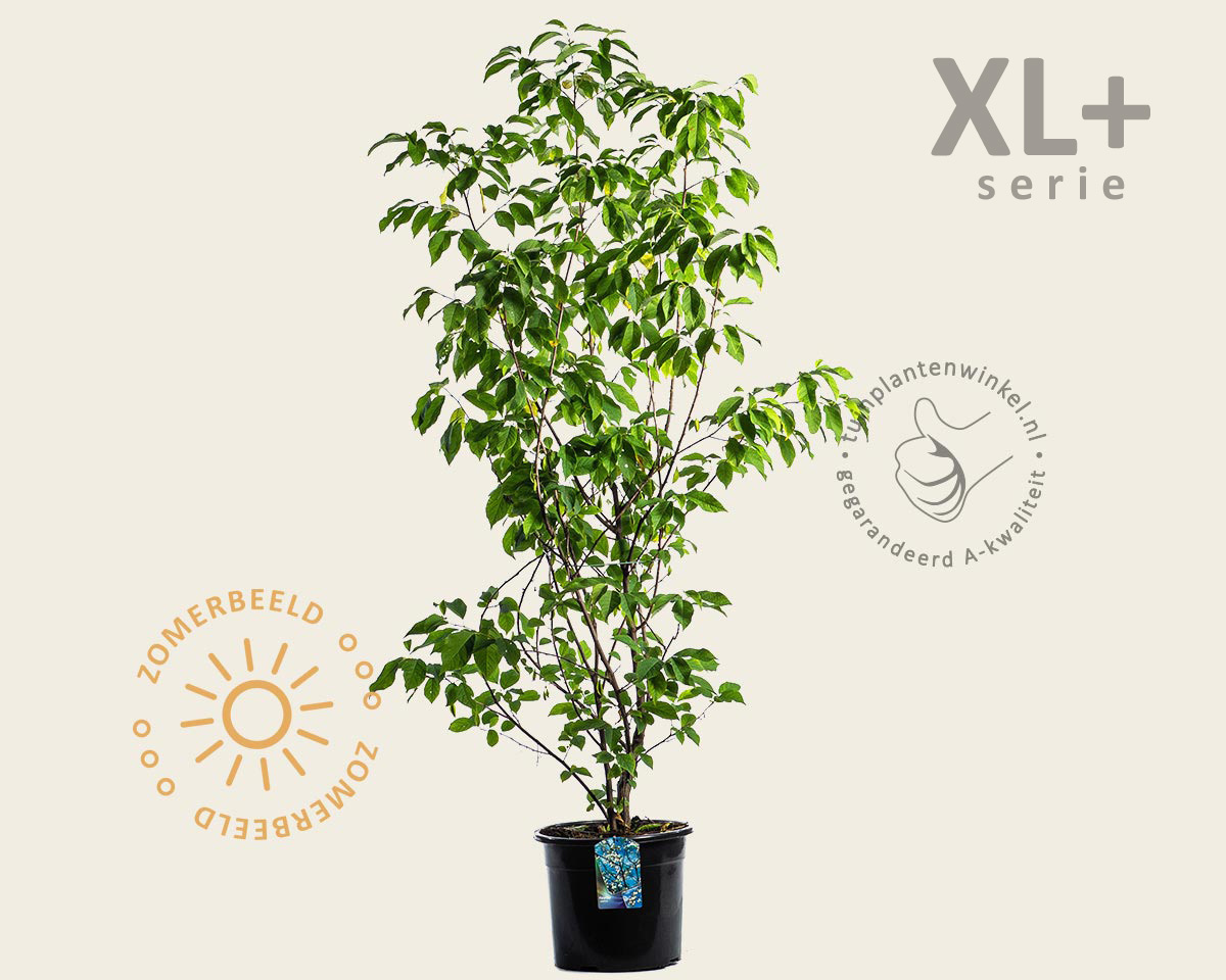 Halesia carolina - XL+