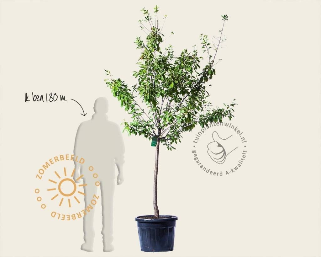 Prunus domestica 'Opal' - halfstam extra